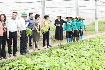 Hội đồng nhân dân thành phố Hà Nội khảo sát cơ sở trồng rau sạch ở khu vực ngoại thành.