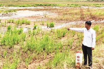 Một hộ dân ở huyện Hóc Môn bàn giao đất nông nghiệp của gia đình nằm trong dự án vành đai 3 Thành phố Hồ Chí Minh.