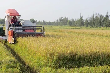 Ứng dụng công nghệ cao trong thu hoạch lúa ở Quảng Bình.