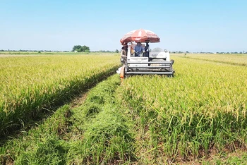 Khâu làm đất và thu hoạch lúa tại xã Bình Định (huyện Kiến Xương, tỉnh Thái Bình) được cơ giới hóa 100%.