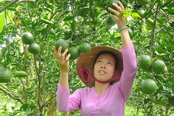 Người dân xã Mỹ Lợi A, huyện Cái Bè, tỉnh Tiền Giang chăm sóc cây cam sành. (Ảnh: NGUYỄN SỰ)