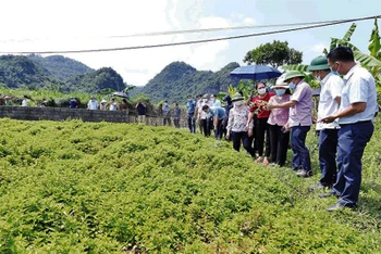 Phổ biến cho người dân ở xã Kim Đồng (Tràng Định) về kỹ thuật chăm sóc, thu hoạch cây thạch đen phục vụ xuất khẩu.