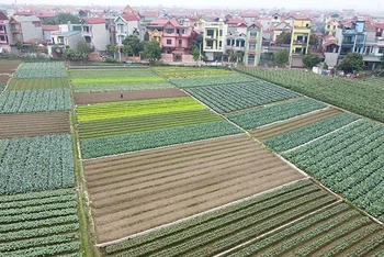 Sản xuất rau an toàn tại xã Tráng Việt, huyện Mê Linh, Hà Nội. (Ảnh: VŨ SINH)