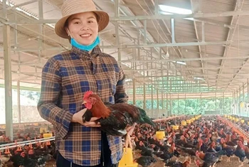 Mô hình khởi nghiệp trang trại gà sạch ở huyện Trấn Yên, tỉnh Yên Bái. (Ảnh: THU HƯƠNG)