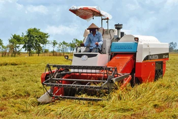 Nông dân huyện Thới Lai (Cần Thơ) thu hoạch lúa thu đông 2023.