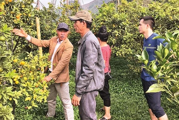Anh Từ Văn Sảng (bên trái) tư vấn kỹ thuật chăm sóc cam cho người dân xã Chiềng Ban, huyện Mai Sơn, tỉnh Sơn La.