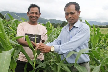 Đảng viên Katơ Chí, Chủ tịch Hội Nông dân xã Phước Hòa, huyện Bác Ái (Ninh Thuận) hướng dẫn anh Pinăng Chiêu kỹ thuật chăm sóc cây ngô.