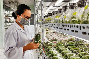 Phòng thí nghiệm nuôi cấy mô tế bào thực vật phục vụ công tác nhân giống tại Khu Nông nghiệp công nghệ cao Thành phố Hồ Chí Minh. 