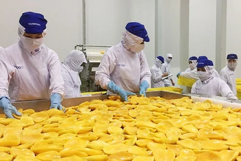 Chế biến trái cây tại nhà máy Tanifood, huyện Gò Dầu, tỉnh Tây Ninh. (Ảnh: THÀNH THUẬN)
