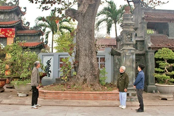 Cây bàng cổ thụ bên cổng chùa Hưng Long, xã Ninh Nhất, thành phố Ninh Bình.