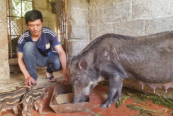 Nhiều hội viên hộ nông dân ở xã Tân Thành, Cao Lộc (Lạng Sơn), mở rộng chăn nuôi lợn bản địa, đem lại thu nhập cao.