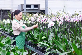 Người dân thành phố Hà Nội chăm sóc hoa lan. (Ảnh: NGUYỄN VĂN CHIẾN)