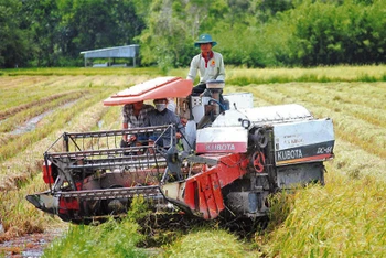 Sản xuất lúa chất lượng cao trên địa bàn huyện Thới Bình (tỉnh Cà Mau) có sự liên kết chuỗi đầu vào, đầu ra, áp dụng cơ giới hóa.