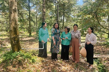 Vùng trồng sầu riêng VietGap tham gia chuỗi giá trị của Hợp tác xã Nông nghiệp Tân Phú (huyện Châu Thành, tỉnh Bến Tre).