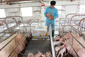 Chăm sóc lợn giống tại một trang trại chăn nuôi ở huyện Sóc Sơn (Hà Nội).