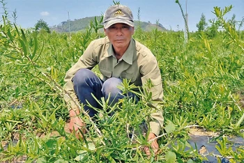 Anh Đinh Văn Túc là người tiên phong đưa cây xáo tam phân về trồng tại xã Hải Yang.
