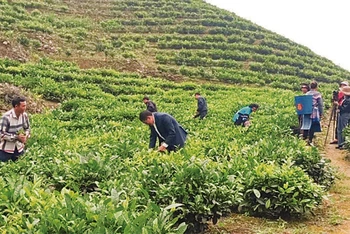 Bà con dân tộc thôn Ma Ngán, xã Lùng Khấu Nhin, huyện Mường Khương (Lào Cai) tích cực chuyển sang trồng chè để thoát nghèo.