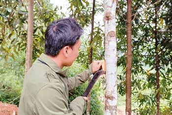 Người dân thôn Nà Ngà, xã Đại Sảo (huyện Chợ Đồn, Bắc Kạn) kiểm tra chất lượng vỏ quế. (Ảnh: HOÀNG VŨ)