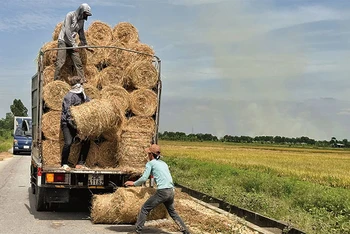 Máy cuốn rơm đã và đang phát huy hiệu quả trên đồng ruộng Bắc Ninh. 