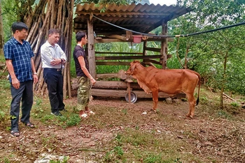 Gia đình anh Hoàng Văn Bình ở xóm Khe Mong, xã Văn Lăng, huyện Đồng Hỷ thoát nghèo nhờ được đầu tư bò giống.