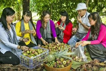 Măng cụt Lái Thiêu là trái cây đặc sản nổi tiếng của tỉnh Bình Dương. (Ảnh: TRẦN TÌNH)