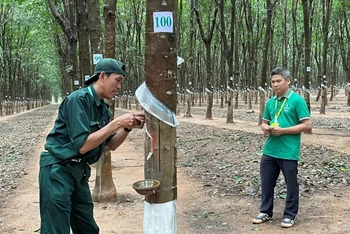 Công nhân Tổng Công ty Cao-su Đồng Nai thi cạo mủ trên vườn cây.