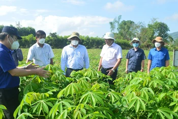 Lãnh đạo tỉnh Quảng Ngãi và các cơ quan chức năng kiểm tra mô hình trồng khảo nghiệm giống sắn kháng bệnh HN3.