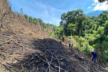 Khu vực rừng tại Tiểu khu 689 bị cháy.