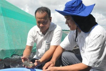 Mô hình nuôi tôm theo công nghệ cao tại Công ty TNHH Nuôi trồng thủy sản Tuấn Hiền.