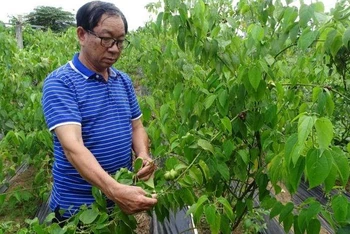 Tiến sĩ Phạm Hữu Nhượng bên vườn sacha inchi, trồng thử nghiệm tại Trung tâm Công nghệ sinh học Thành phố Hồ Chí Minh, quận 12.