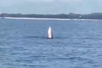 Cá voi xuất hiện trên vùng biển Vĩnh Thực. (Ảnh chụp từ video)