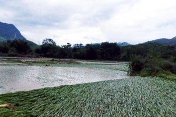 Nước lũ khiến nhiều diện tích lúa chuẩn bị cho thu hoạch ở xã Yên Thành (Quang Bình) bị gãy đổ. (Ảnh: Mộc Lan)