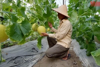 Mô hình trồng dưa lưới ứng dụng công nghệ cao của Hợp tác xã Dương Quang (thành phố Bắc Kạn). (Ảnh: Thu Cúc)