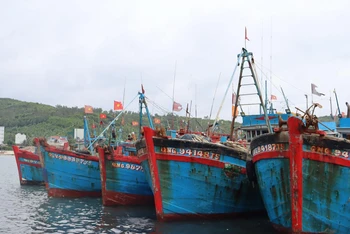 Tàu cá neo đậu tại cảng cá Sa Huỳnh, thị xã Đức Phổ để tránh trú bão số 4.