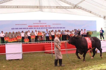 Hà Nội tổ chức hội thi kiến thức chăn nuôi bò hướng thịt.