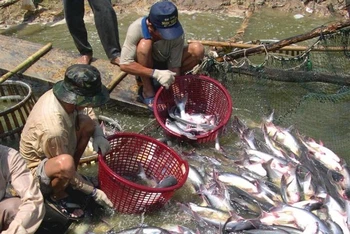 Thu hoạch cá tra ở hợp tác xã Thới An, quận Ô Môn.
