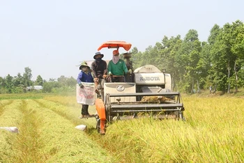 Nông dân Hậu Giang bắt đầu thu hoạch lúa đông-xuân.