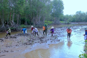 Trồng rừng sau khai thác ở miệt rừng ngập mặn huyện Ngọc Hiển, tỉnh Cà Mau.