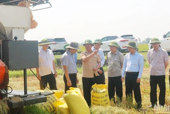 Phó Bí thư Tỉnh ủy, Chủ tịch Ủy ban nhân dân tỉnh Quảng Trị Võ Văn Hưng kiểm tra tiến độ thu hoạch lúa ở huyện Triệu Phong.