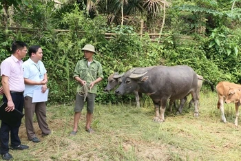 Cán bộ Phòng Giao dịch Ngân hàng Chính sách Xã hội huyện Vị Xuyên kiểm tra việc sử dụng vốn vay theo Nghị quyết 11 tại xã Ngọc Linh. 