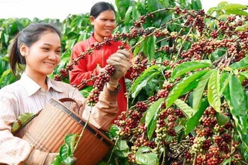 Thủ tướng Chính phủ chỉ đạo về phát triển ngành cà-phê và ngành tôm. (Ảnh minh họa)