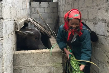 Các hộ dân Lạng Sơn chủ động tránh rét cho gia súc bằng chuồng trại được xây dựng kiên cố.