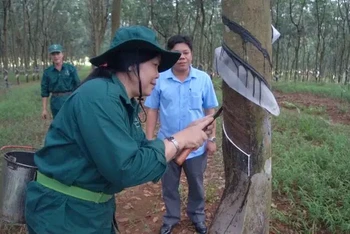 Công nhân khai thác mủ cao su trên vườn cây Công ty Trách nhiệm hữu hạn Một thành viên Tổng công ty cao su Đồng Nai.