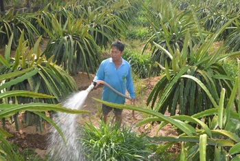 Người dân xã Song Bình, huyện Chợ Gạo (Tiền Giang) tưới nước cho thanh long trong mùa khô năm 2023-2024. (Ảnh Nguyễn Sự)