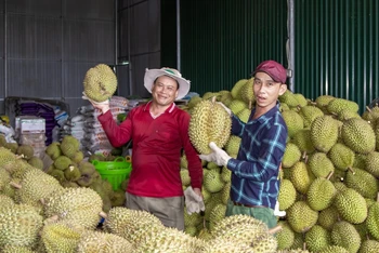 Sầu riêng là “quán quân” xuất khẩu rau quả hiện nay.