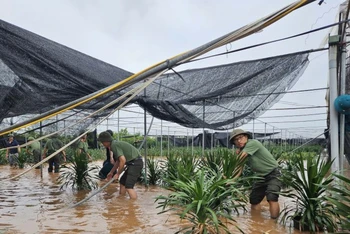 Đoàn thanh niên Công an tỉnh Hưng Yên đã huy động lực lượng đoàn viên thanh niên hỗ trợ người dân trên địa bàn xã Xuân Quan, huyện Văn Giang, tỉnh Hưng Yên di chuyển tài sản, cây cảnh, nhằm giảm thiểu thiệt hại do bão số 3 gây ra. 