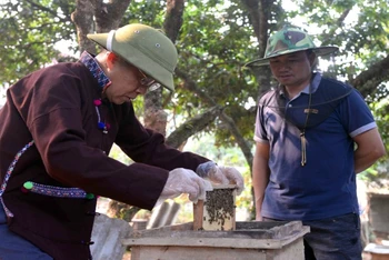 Mô hình nuôi ong lấy mật mang lại thu nhập ổn định cho gia đình ông Tao Văn Kẻo.