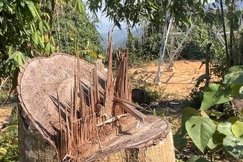 Hơn 2,2 ha rừng bị thiệt hại khi thi công đường dây 110kV (giai đoạn 2) Thủy điện Tr’Hy đi qua 2 huyện: Tây Giang, Đông Giang (Quảng Nam) 