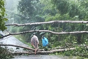 Mưa bão làm cây cối ngã đổ gây ách tắc giao thông tại huyện Tây Giang.