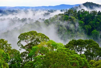 Công viên quốc gia Ulu Temburong, Brunei. Ảnh: wikipedia